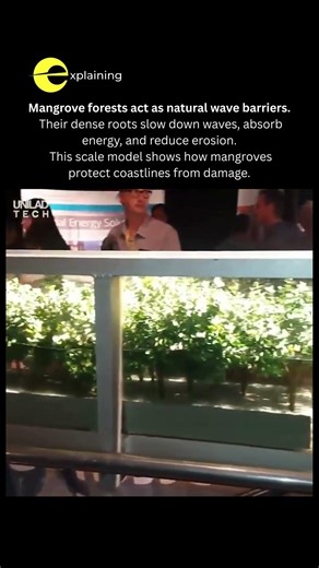 How Mangrove Forests Protect Coasts from Waves