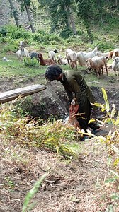 197K views · 9.9K reactions | #Gojri #language آج میں نے پہلے اپنی بھیڑوں کو پھر آپ #لوگوں کی فرمائش پر آج میں بھی #نہایا ہوں | Ikram Gujjar | Facebook