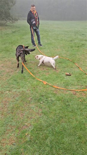 12K views · 1K reactions | You tell him Smiggle  | Pumpkin The Wheelie Westie Warrior | Facebook