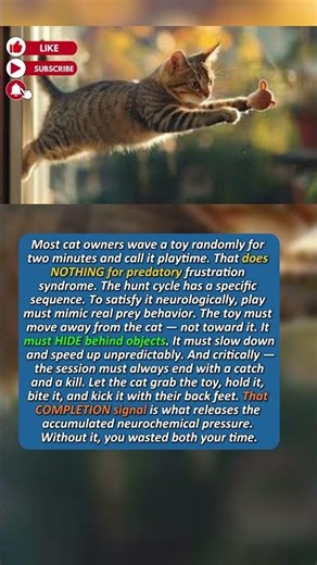 The Type of Play That Actually Fixes Your Cat's Brain — Most Owners Do It Wrong
