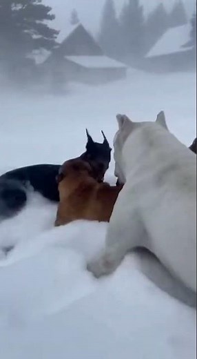 Epic Snow Battle: Doberman vs. Cane Corso & Dogo Argentino! ❄️🐕