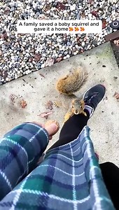 24 reactions | A family saved a baby squirrel and gave it a home #animals #animalrescue #rescue #animalsoftiktok #fyp #animallove #animallovers | Live Love Animals | Facebook