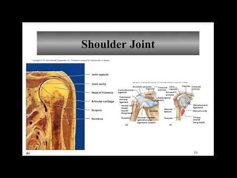Chapter 8 Joints of the Skeletal System (Entire Chapter)