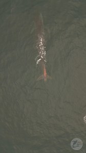 10K views · 296 reactions | How do you make whale watchers excited?...