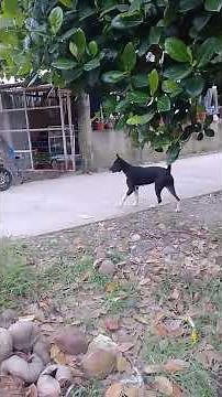 street dogs fight for female