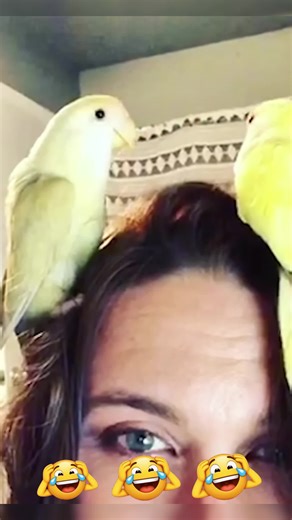 DarkComet (@darkcomet13)’s videos with nhạc nền - DarkComet