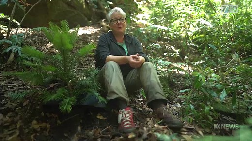 The Wollemi Pine was long thought extinct. Now experts are trying to regrow the tree in top secret locations