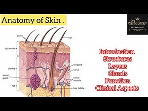 Anatomy of Skin in a simplified way 💁|Introduction|Structure|layers|Glands|Clinicals#anatomy.