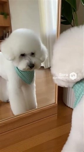 Poodle Sees Its Reflection After Grooming! #DogReacts #FunnyPoodle #PoodleMoments
