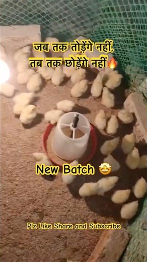 🐣 Starting Our New Batch of Broiler Chicks! | Poultry Farming Journey 🚀#poultry #poultryfarming