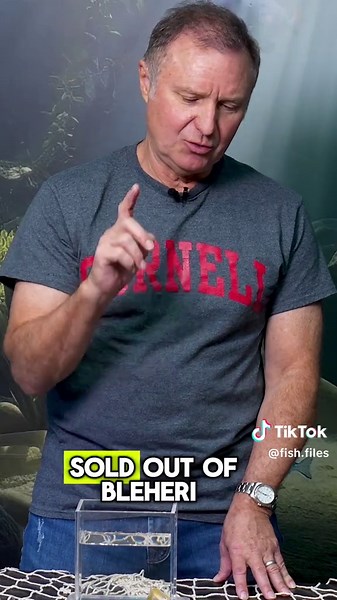 Yellow Rainbowfish: A Vibrant Addition to Your Aquarium