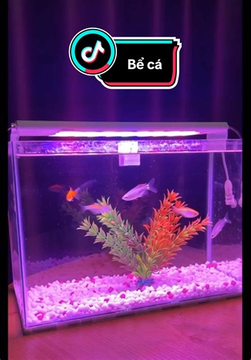 Bể Cá Mini Trang Trí Decor Phòng Hợp Mọi Căn Phòng #giadungflashsale #becamini #becaphongthuy