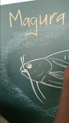 Walking catfish | Clarias brachysoma | Frsh water fish