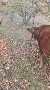 14K views · 204 reactions | 9906632165 Kashmiri Jersey Age 2years Mother record 22ltr Location pattan Baramulla #alberta #wednesday #Maine #Utah #Minnesota #midwest #Ontario #Wisconsin #betrayal #iphonephotography | Land of Kashmir | Facebook