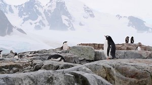 36K views · 174 reactions | Built for the ice diver, the new Seiko Prospex Special Editions have all the functions of a true diver’s watch. | Scuba Diving Magazine | Facebook