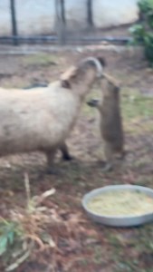 80K views · 4.5K reactions | Tupi is getting a little feisty with mom  . . . #animals #cuteanimals #capybara #cute #babyanimals | San Antonio Zoo | Facebook