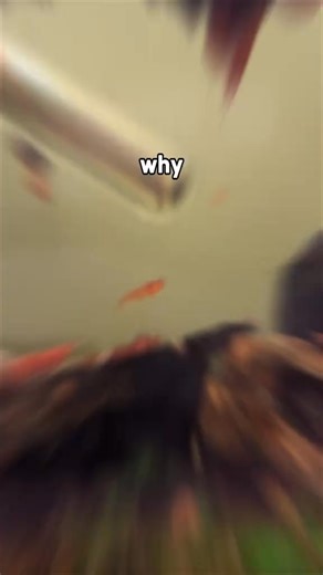 Why aren’t my shrimp breeding in my guppy tank?戀 #fishtank #aquarium #fishkeeping #fishkeepingtips #fish | Cometsketch | Facebook