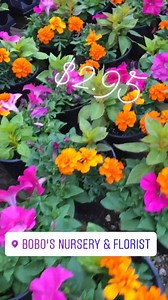 1K views · 125 reactions | Mixed pots | Bobo's Nursery & Florist | Facebook