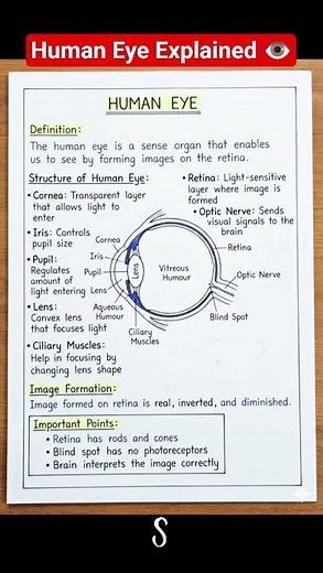Human Eye Diagram 👁️ | Vision Process Explained Fast ⚡ #humaneye #vision #shorts