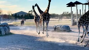 172K views · 5.5K reactions | Dwayne’s Buffering. #giraffe #babygiraffe #funnyanimals #Kansas #roadtrip | Tanganyika Wildlife Park | Facebook