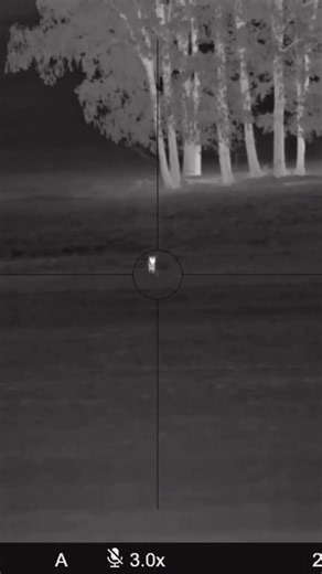 Red fox sleeping under a tree comes running in just to go right back to sleep 😴#pulsaroptics#foxpro