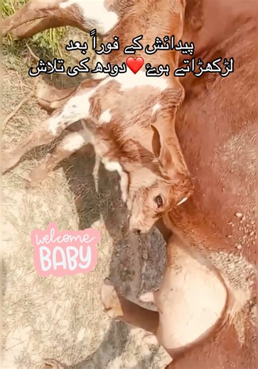 First Steps and Smiles: Adorable Baby Calf Moments