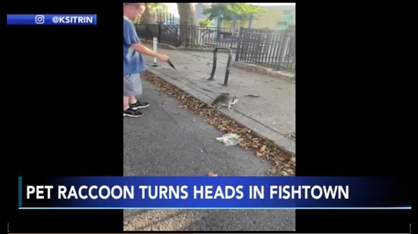 Video of raccoon on a leash in Philadelphia goes viral