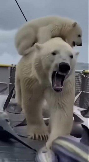 Wildest Arctic Sea Scene: Swordfish Flood the Boat as a Bear Mother Charges Through Chaos🐻‍❄️
