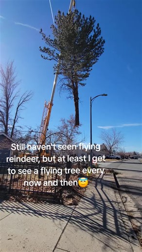 merry chrysler! #fyp #treepeopleexclusive #arborist #trees #crane