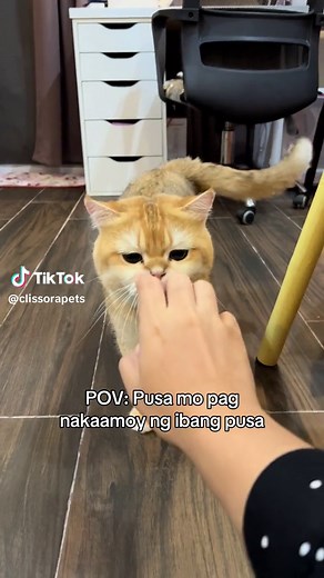 Cute Cat Moments: Caramel Kitten & Russian Blue