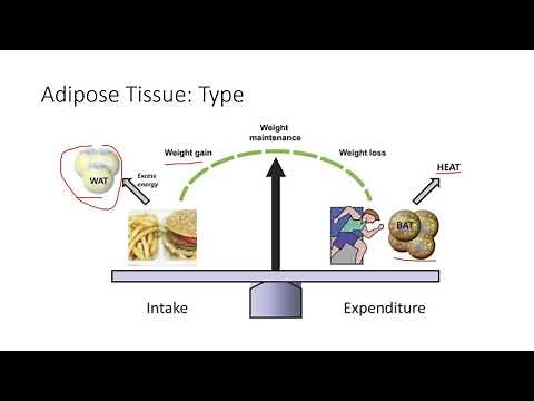 Obesity 2: Pathophysiology