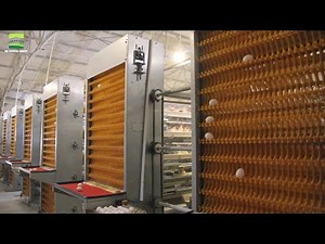 Chicken Farm Automatic Egg Collection System