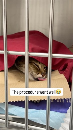 Money | Bread | Heyka | Goldie 🐱🇨🇦 on Instagram: "Two days ago, I woke up to a sound no cat mom ever wants to hear. Money was screaming in pain. 💔 I immediately got down on the floor to be at her level. I tried to touch her, but she pulled away. I noticed her chin was swollen and I just knew something was wrong. We rushed to the vet, but my heart was pounding out of my chest. To be honest, I was terrified. The doctor we usually see was off, and I have severe PTSD from an accident last April