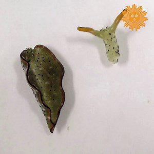 47K views · 811 reactions | Escar-NO! Heads of some sea slugs can pull themselves free from their bodies and move around while growing a new body, according to a study by ecologists from Nara Women’s University in Japan. https://cbsn.ws/3lI6Sl5 | CBS Sunday Morning | Facebook