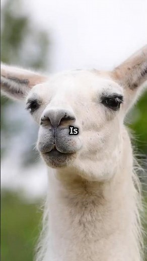 Llamas vs Alpacas: Key Differences in 60 Seconds!