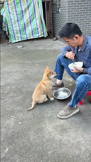 The joy of dog ownership is understood only by dog owners