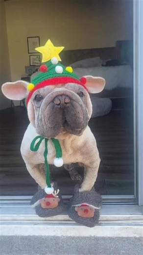 Mork on Instagram: "Just some Mork getting in the Holiday spirit! Every year I offer some Personal Mork Message Vids. They are cute and fun way of making someone feel special. Perfect for Holidays, Birthdays or just because. ❤️ Chubby Chibby Chops! Please DM in interested. Just $20. Venmo or Paypal."