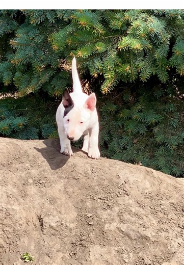Healthy Miniature Bull Terrier Puppies for Sale