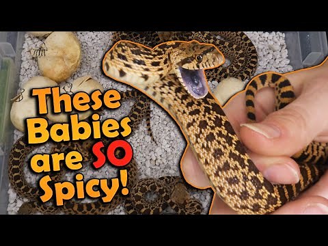 SUPER ANGRY Bullsnakes Hatching!