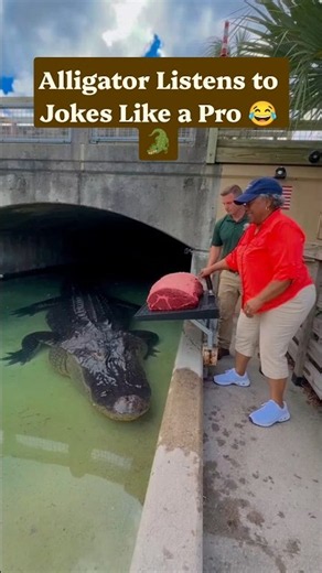 Alligator Listens to Jokes Like a Pro 😂🐊 pro #CrocShock