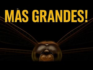 🪲✨ TOP 10 INSECTOS MÁS GRANDES DEL MUNDO ✨🦋