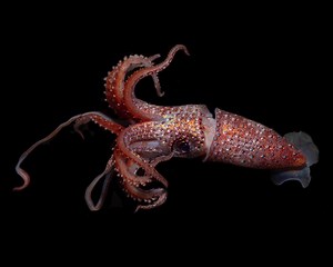 Why Is This Sparkly Squid Going Viral? Let's talk about em'!