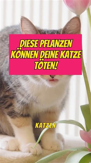 Katzenbesitzer Achtung! Diese Zimmerpflanzen sind tödlich für deine Katze