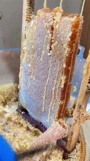 Fresh Honeycomb Cutting: How to Harvest Natural Beeswax & Honey