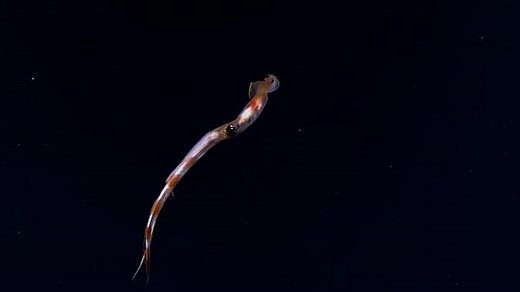 258K views · 3.5K reactions | Instead of an external shell, the long-armed squid has an internal shell that allows it to move rapidly. | National Geographic | Facebook