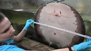 Are the species in your fish tank legal in California?