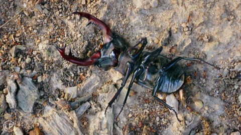 Stag Beetle – Last Moments Among Ants 🪲⏳