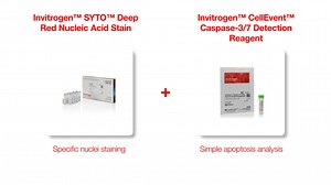 Perfect Pairings: SYTO Deep Red Nucleic Acid Stain   CellEvent Caspase-3/7 Detection Reagent - Scientific Videos | Thermo Fisher Scientific US