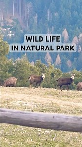 Wild life in Natural Park #wildlife #alps #dolomites #italy #travel #nature #naturelovers