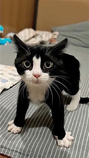 New Cool Tool!🥰 New Viral Gadgets, Smart Kichen Appliances, Tolls, Utensils, HomeCleaning #shorts